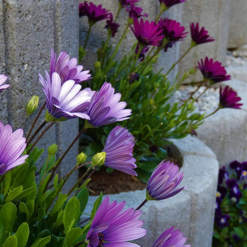 Chalet Murau Kreischberg Aussenansicht Blumen