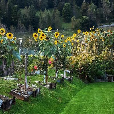 Chalet Murau Kreischberg Aussenansicht Sonnenblumen